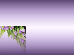 一组紫色郁金香的PPT背景图片