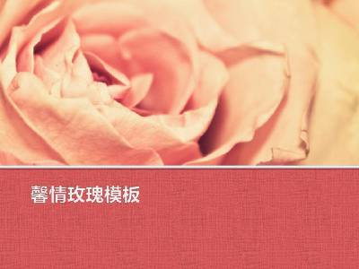 粉红色浪漫的玫瑰花背景植物幻灯片模板