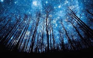 藍色的星空與深邃的樹林背面PPT背景圖片