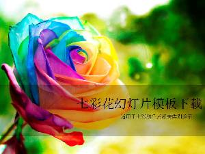 美麗的七彩玫瑰花PPT模板
