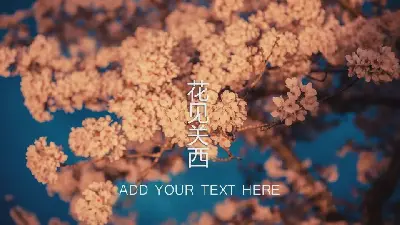 一组樱花的幻灯片背景图片