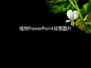 二十二个黑色植物PPT背景图片