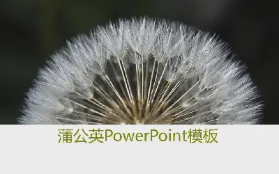 蒲公英背景幻燈片模板