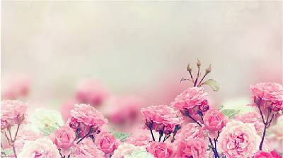 粉红色的玫瑰花幻灯片背景图片