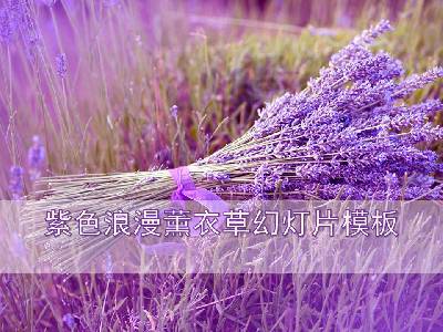 紫色浪漫薰衣草背景植物幻燈片模板