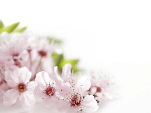 粉色桃花背景植物類幻燈片模板