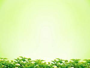 綠色的月桂樹背景簡單的PPT背景圖片
