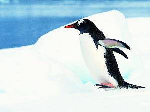南極企鵝保護動物PPT模板