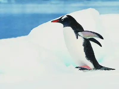 南極企鵝保護動物PPT模板