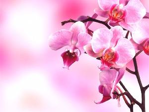一组粉色玫瑰花的幻灯片背景图片