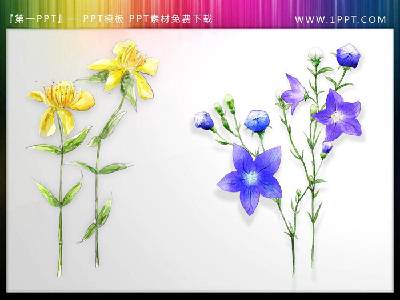 一組漂亮的水彩花卉PPT插圖