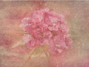 美麗的粉紅色花卉藝術PPT背景圖片
