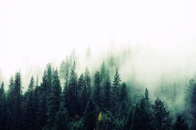 雾霾笼罩的森林PPT背景图片