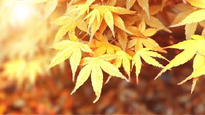 七張美麗的秋季楓葉PPT背景圖片