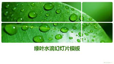 绿色新鲜的叶子水滴PPT模板