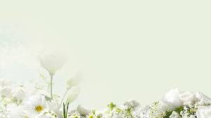 淺綠色背景上的白色花朵PPT背景圖片