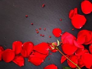 愛的紅玫瑰PPT模板