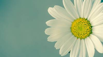 美丽而新鲜的白色小花PPT背景图片