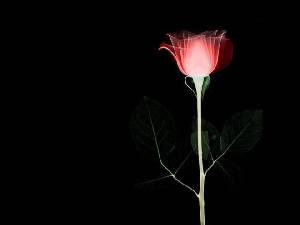 黑暗中的玫瑰花 PPT背景圖片