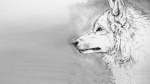 四張黑白素描繪製的狼PPT背景圖片