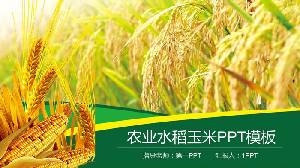 水稻小麦玉米背景农产品PPT模板