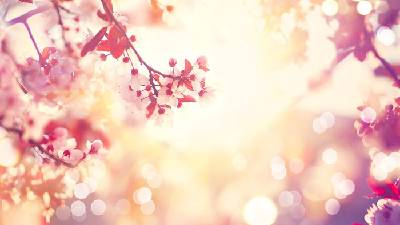 美麗的 "桃花 "幻燈片背景圖片