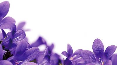 紫色小花PPT背景圖片