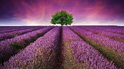 紫色美麗的薰衣草幻燈片背景圖片
